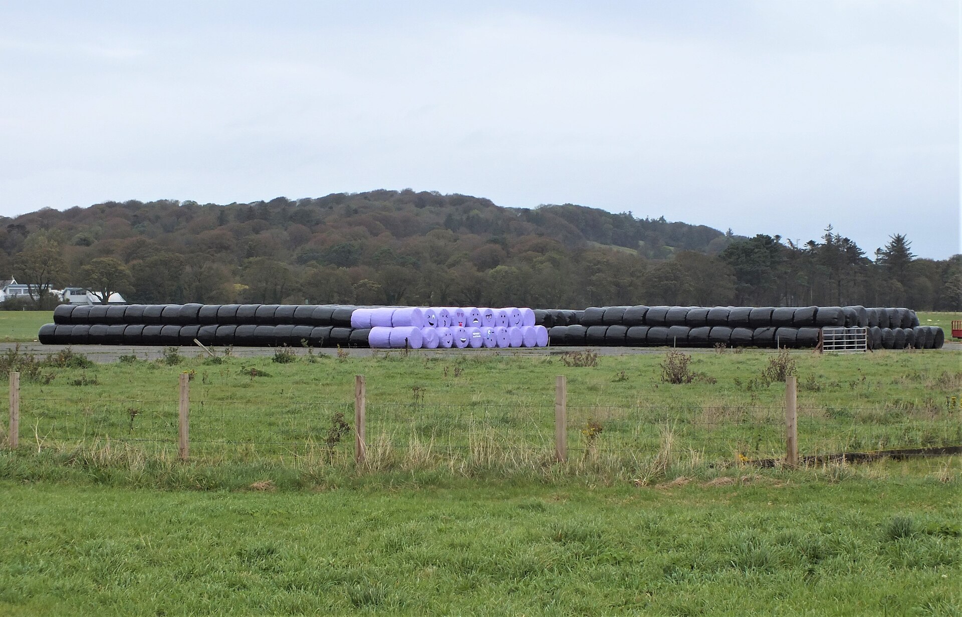 Round bales in a Galloway field