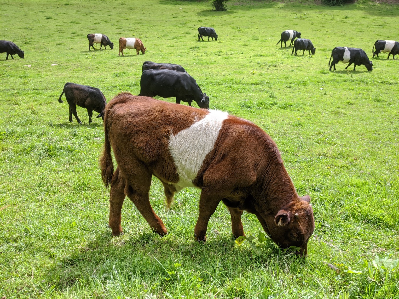 Belted Galloway cattle grazing