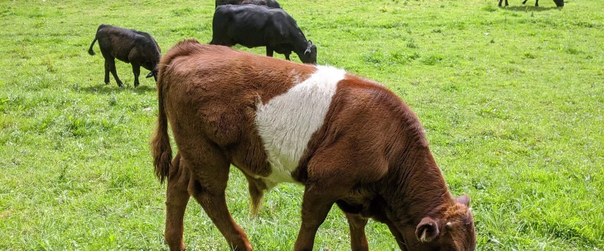 Belted Galloway cattle grazing