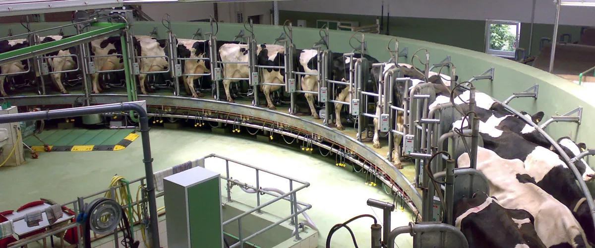 A milking parlour