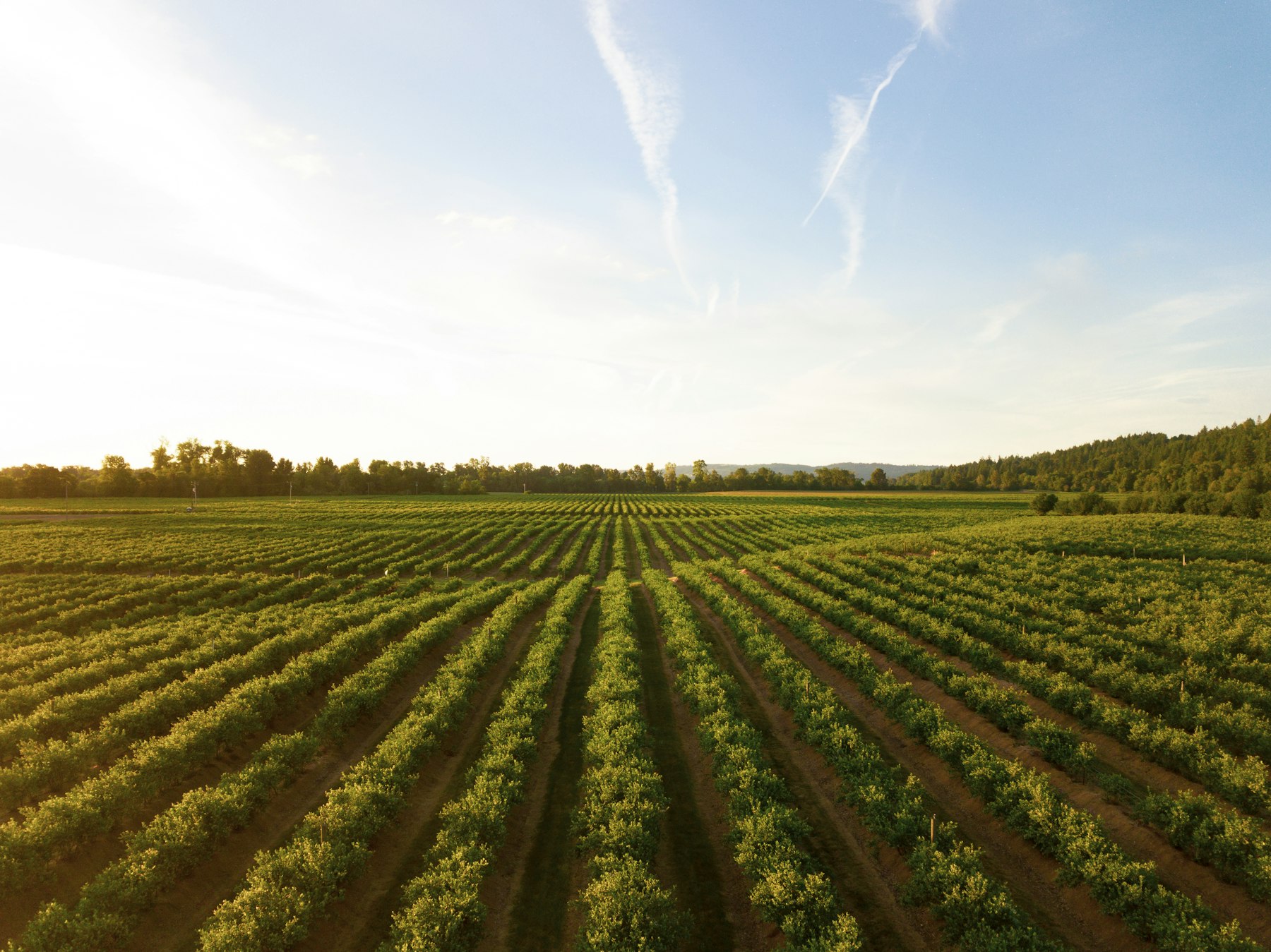Neat rows of young crops in a field