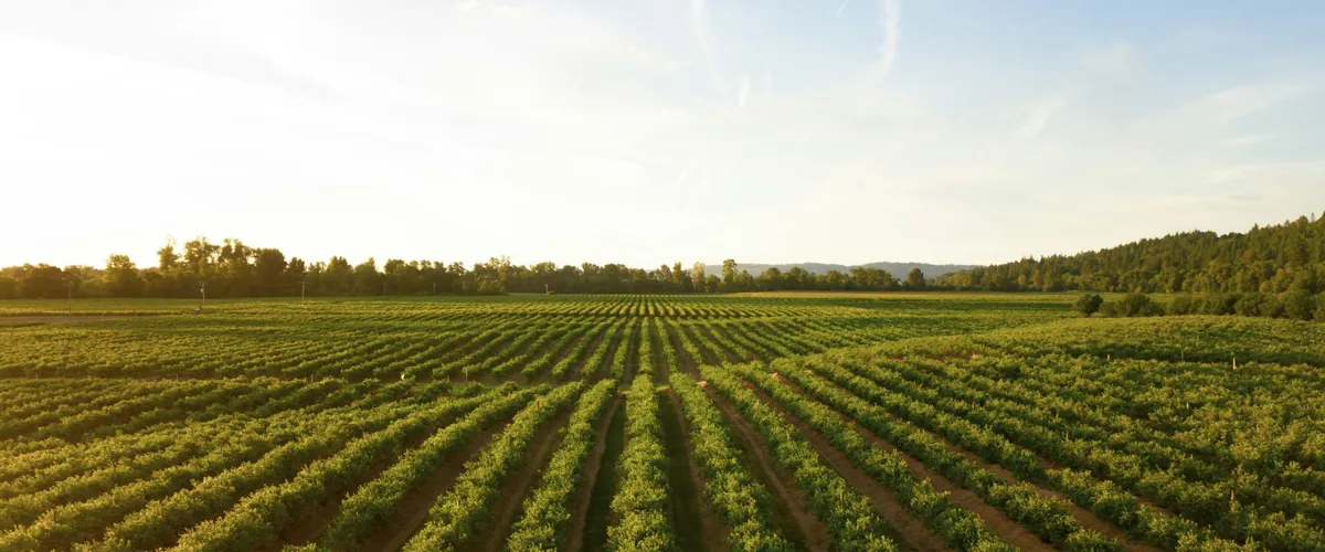 Neat rows of young crops in a field