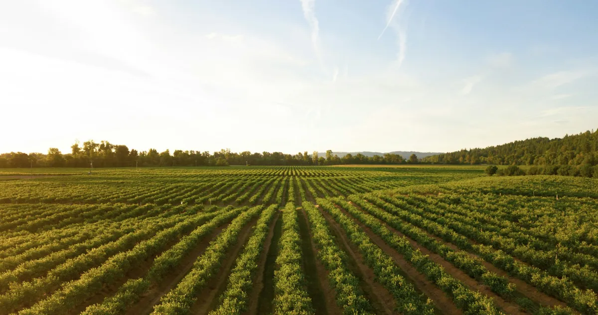 Neat rows of young crops in a field