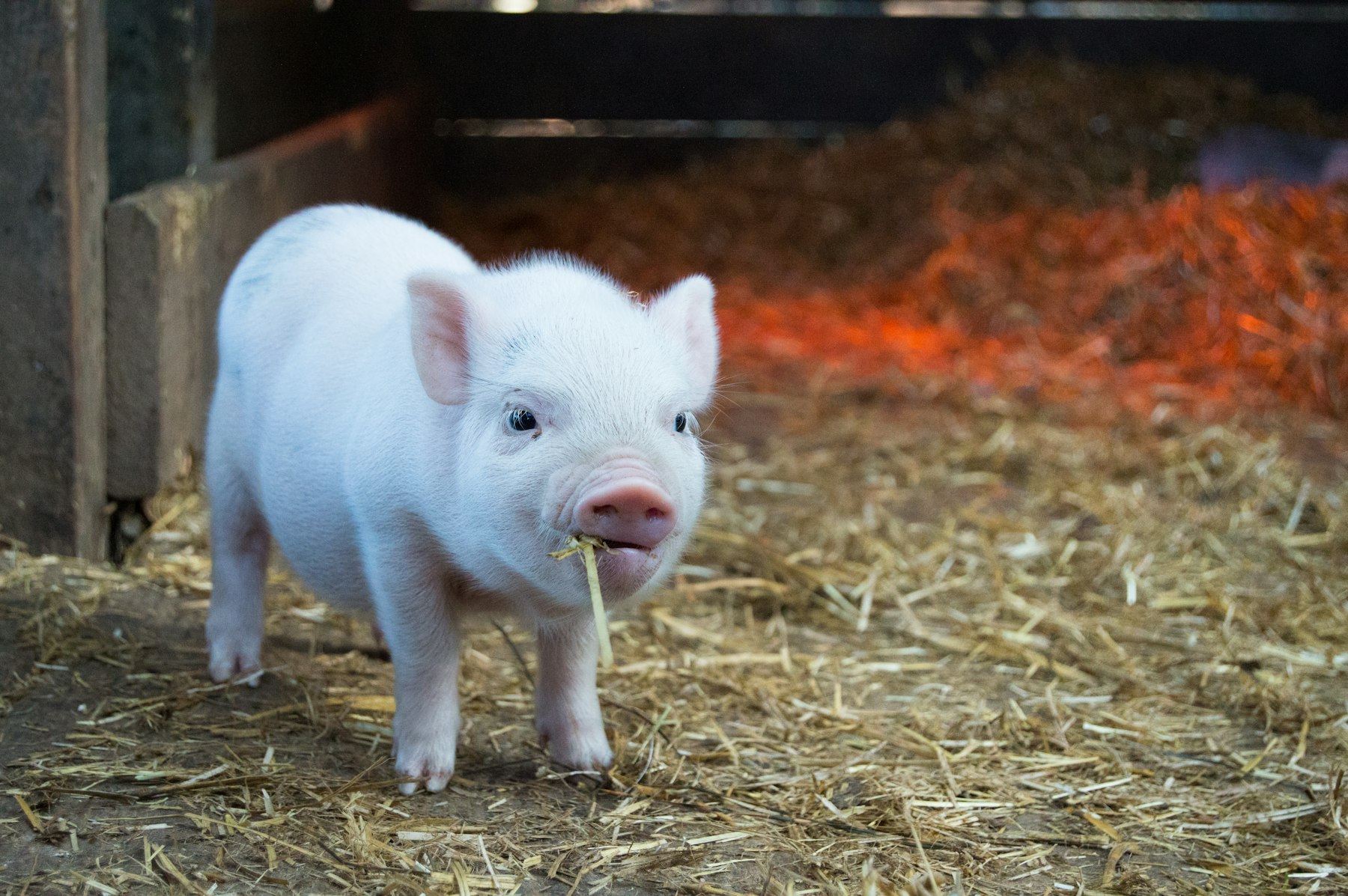 Piglet resting on straw in a barn