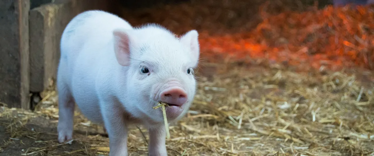 Piglet resting on straw in a barn