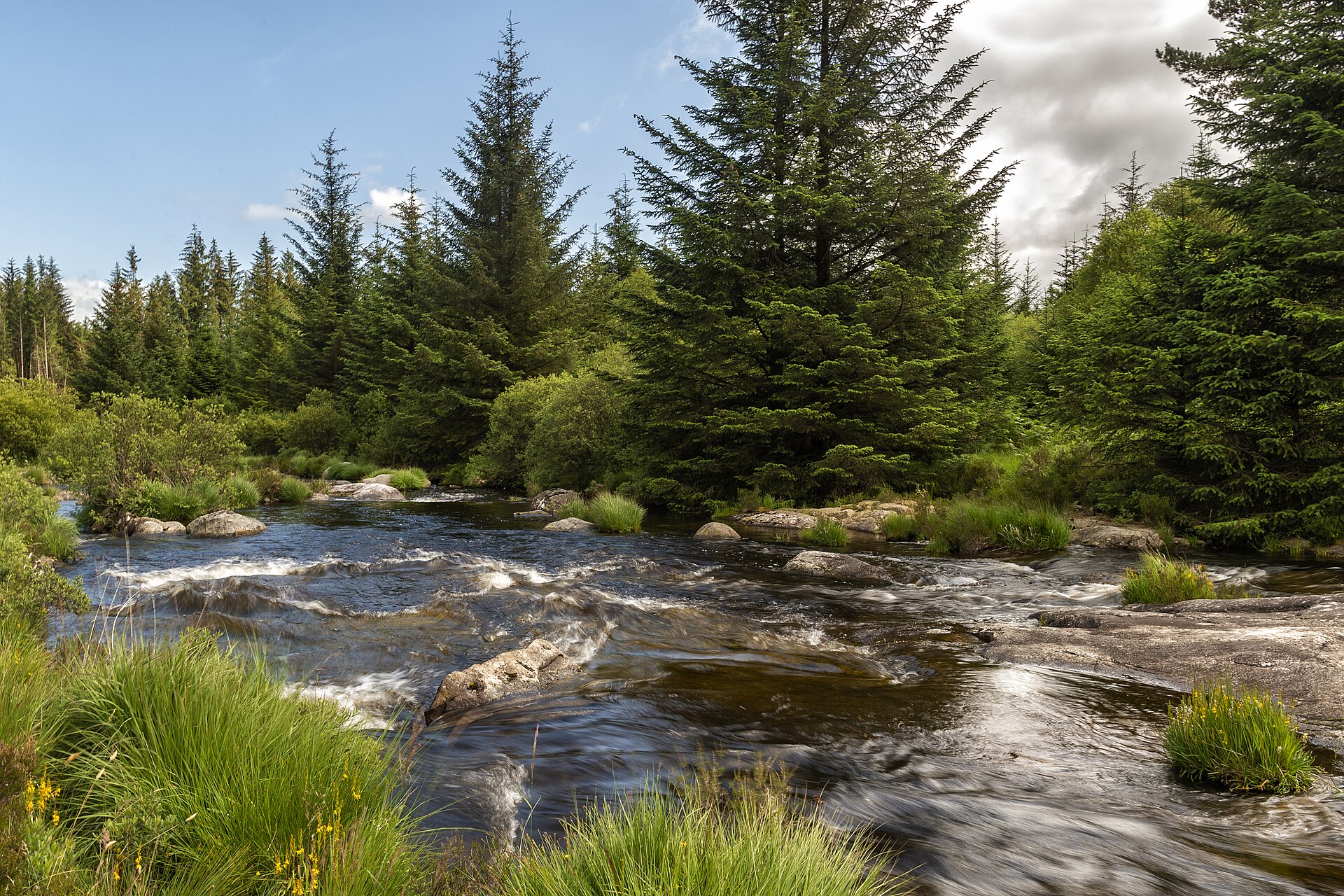 Forest and hills in Galloway Forest Park