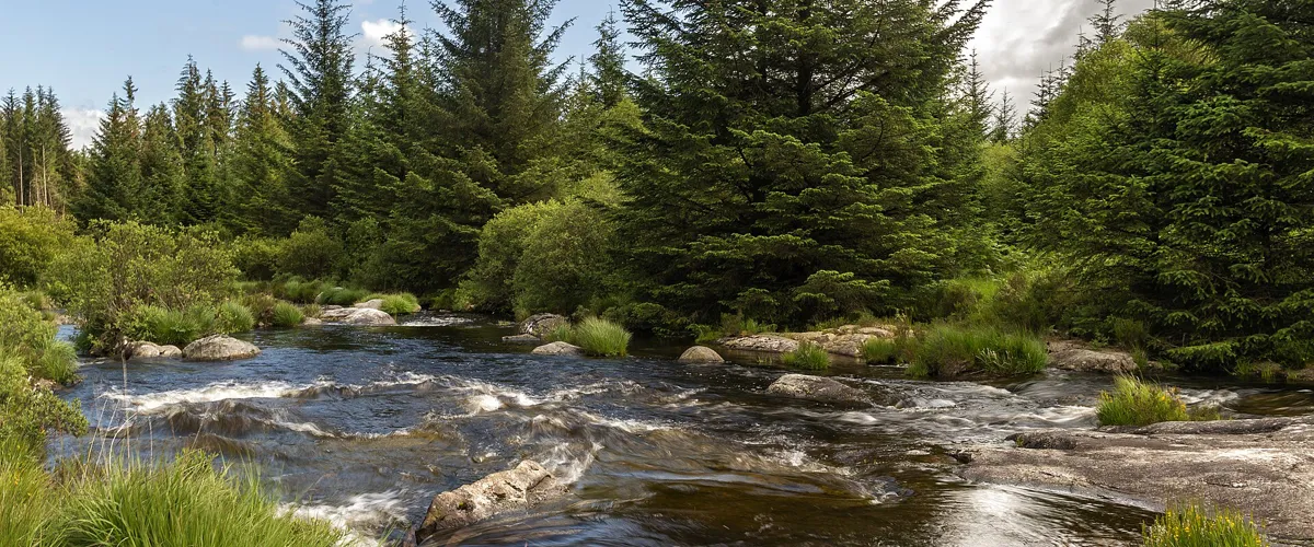 Forest and hills in Galloway Forest Park