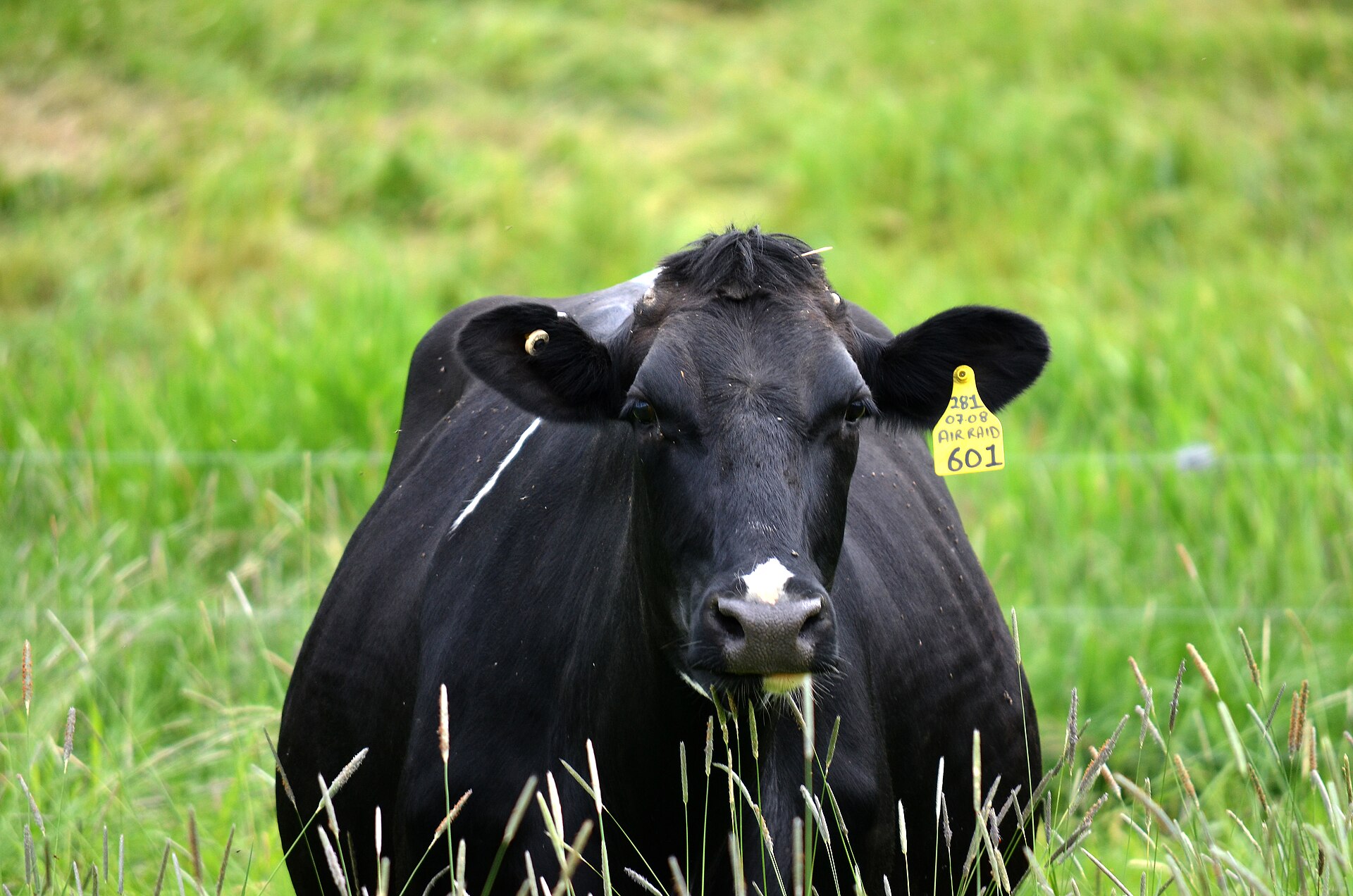 Dairy cows grazing in Dumfries and Galloway