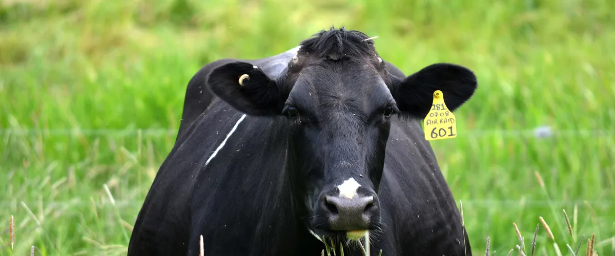 Dairy cows grazing in Dumfries and Galloway