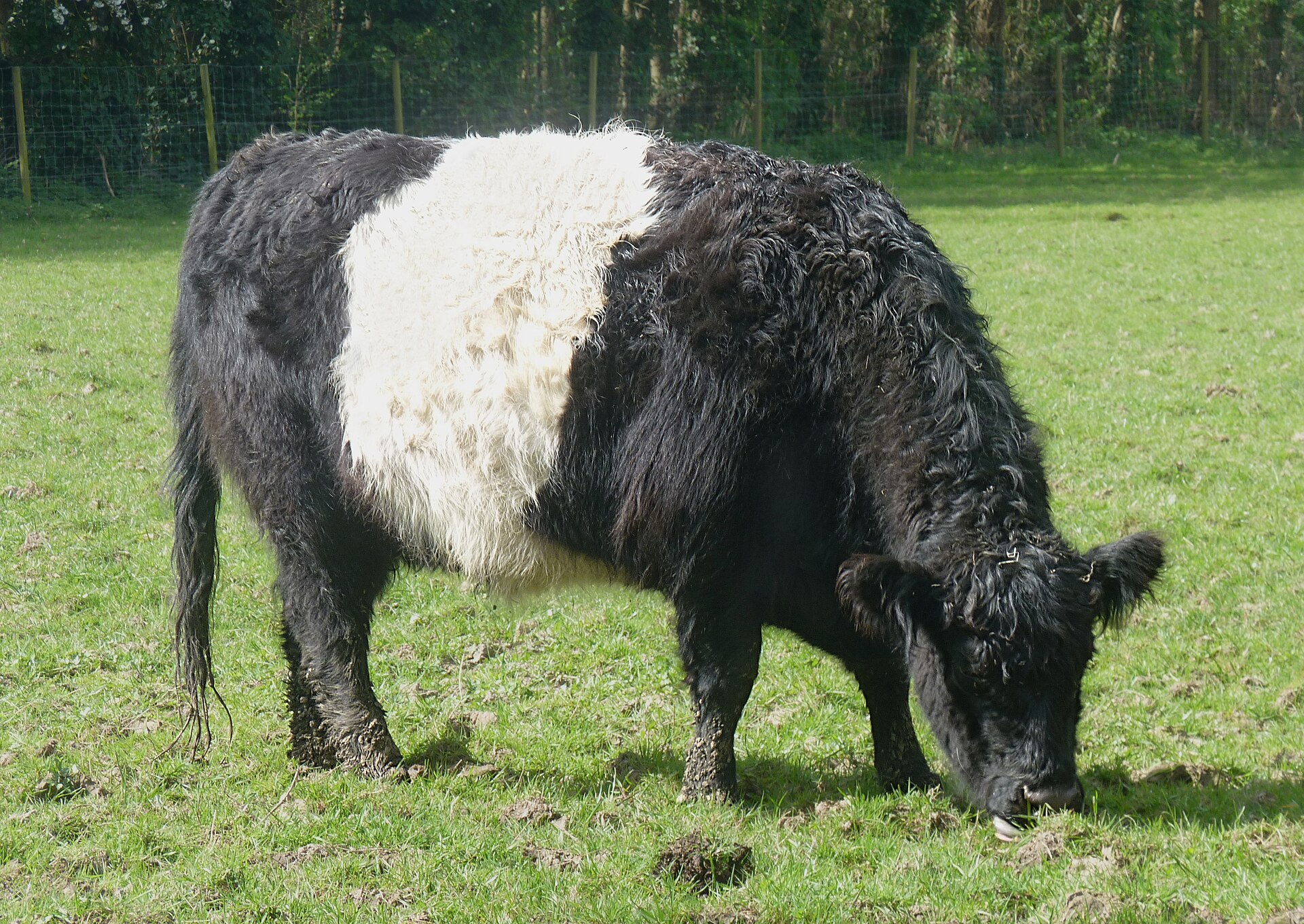 Galloway cattle in a field