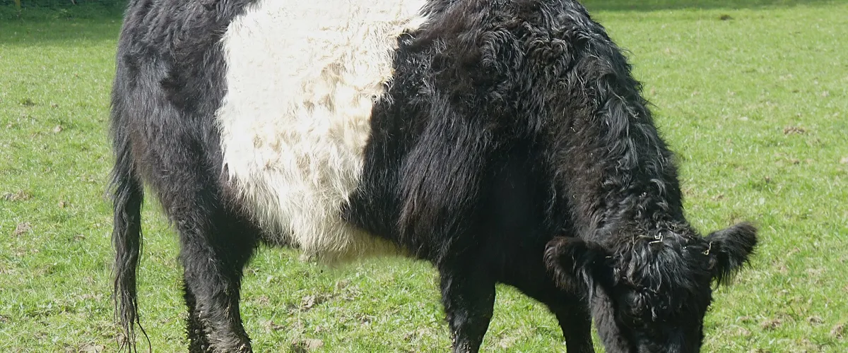 Galloway cattle in a field