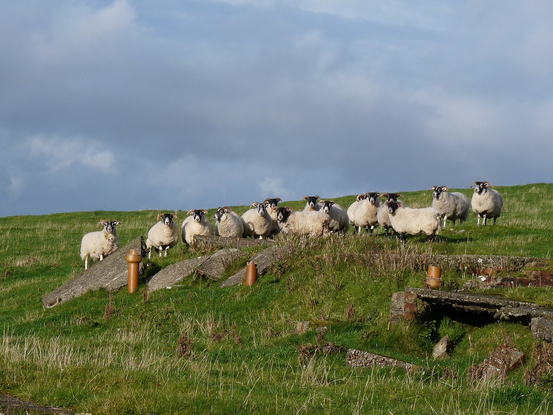 Sheep on the hills of Dumfries and Galloway